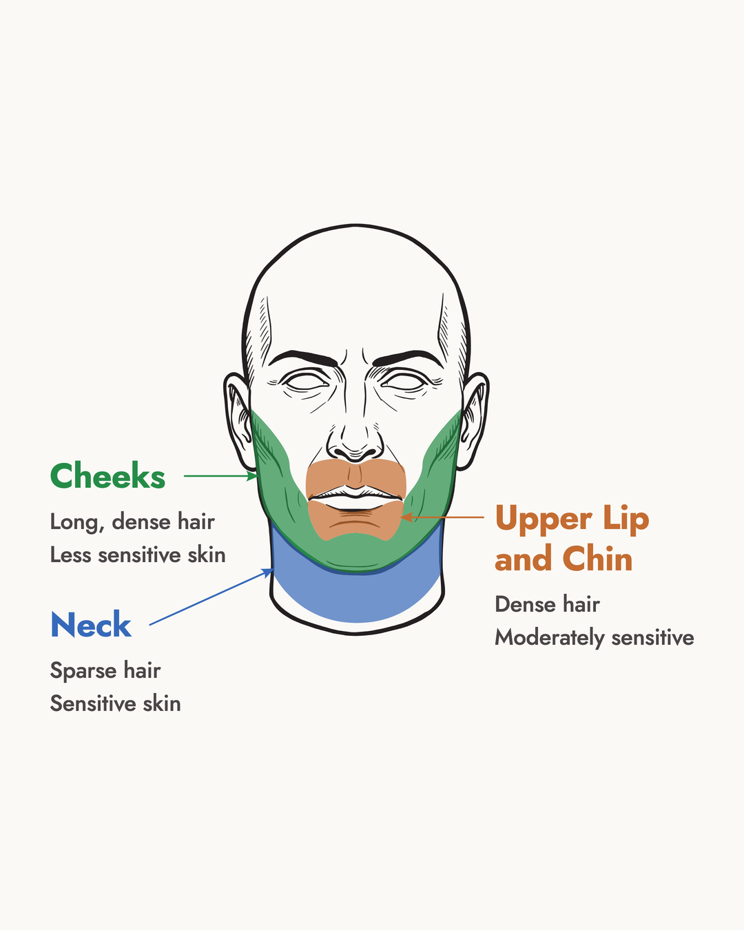 Infographic showing different shaving zones across the face